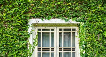 Green Energy-Efficient Replacement Windows