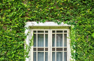 Green Energy-Efficient Replacement Windows