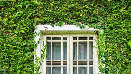 Green Energy-Efficient Replacement Windows